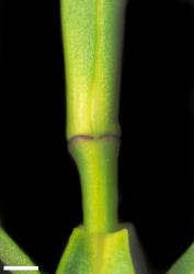Veronica parviflora. Leaf bud with no sinus. Scale = 1 mm.
 Image: W.M. Malcolm © Te Papa CC-BY-NC 3.0 NZ